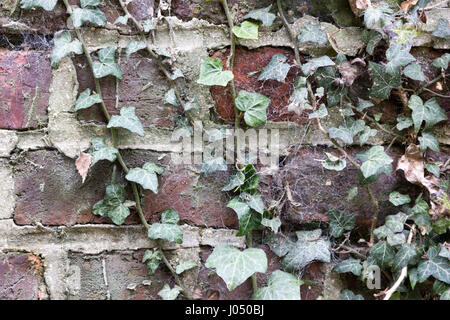 Mur de briques abîmé, surmonté d'arbustes grimpants, de mousse et de lichen Banque D'Images