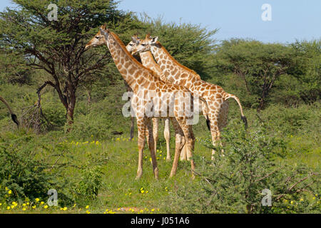 Giraffa giraffe giraffa angolensis Angola le nord de la Namibie. L'alimentation du troupeau Banque D'Images