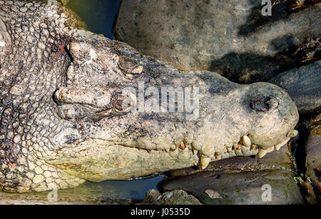 Chef d'un grand crocodile vert avec une bouche fermée et de grandes dents couché dans l'ombre sur les rochers à proximité Banque D'Images