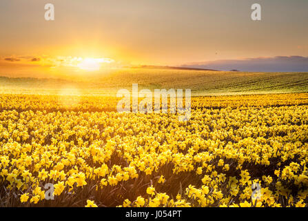 Champs de jonquilles du début du printemps à Kinneff, Aberdeenshire, Royaume-Uni. Avril 2014. Météo Royaume-Uni. Le froid et le froid commencent la journée sur la côte est de l'Écosse. Vue depuis une ferme familiale cultivable de bulbes de jonquilles. Angus et Aberdeen ont plus de 1,300 acres de jonquilles et sont l'un des principaux exportateurs de bulbes de jonquilles dans le monde. Rien ne vous prépare pour votre premier aperçu des immenses champs de jonquilles de Logie, au sud de Montrose. Les fleurs jaunes, blanches et crémeuses se mélangent avec le vert des fleurs encore en bouton, créant un contraste vibrant avec les bruns doux de la campagne environnante d'avril britannique. Banque D'Images