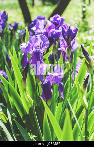 Purple irises croissant dans le jardin au soleil 24. Banque D'Images