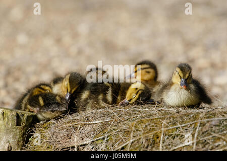 Les canetons fluffy mignon (Anas platyrhynchos) dormir dans un caucus Banque D'Images