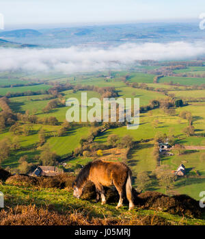 Un poney sauvage broute des Long Mynd au-dessus d'un paysage brumeux Shropshire du sud. Banque D'Images