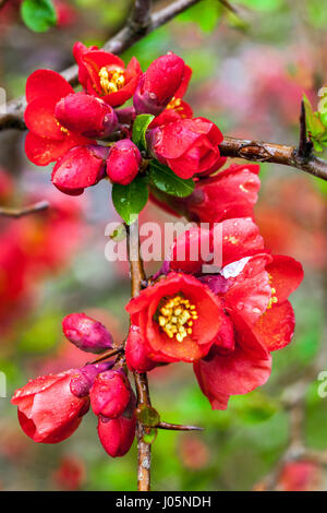 Flowering quince Chaenomeles superba 'Nicoline' dans un jardin Banque D'Images