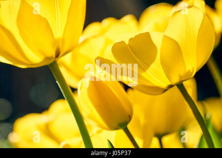 Close up de tulipes jaunes en fleur Banque D'Images