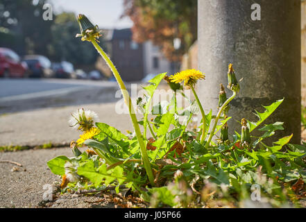 Les mauvaises herbes qui poussent hors de la chaussée sur une route urbaine Banque D'Images