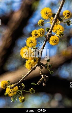 Vachellia (Acacia caven) Banque D'Images