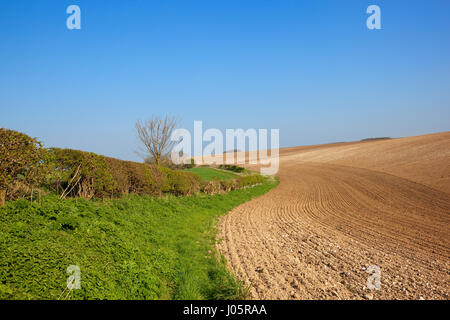 Un coteau crayeux, champ labouré avec une haie d'aubépine dans le Yorkshire Wolds sous un ciel bleu clair au printemps Banque D'Images