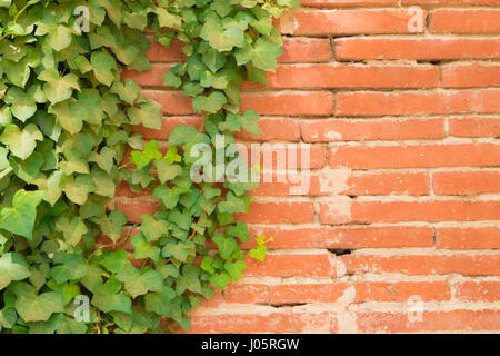 Feuilles de lierre grimpant sur un vieux mur de briques rouges Banque D'Images