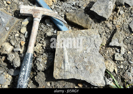 La collecte de Belemnite fossile dans la pierre. Trouvé dans la Franconie, Bavière (Allemagne) Banque D'Images