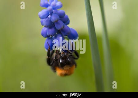 Close up of frontal un bourdon (genre Bombus) tête en bas sur une fleur (Muscari neglectum muscari) Banque D'Images