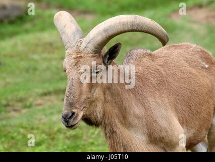 Afrique du Nord mâle le mouflon à manchettes (Ammotragus lervia) Banque D'Images