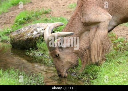 Afrique du Nord mâle le mouflon à manchettes (Ammotragus lervia) Banque D'Images