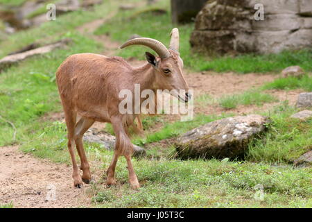 Afrique du Nord femelle mouflon à manchettes (Ammotragus lervia ) Banque D'Images