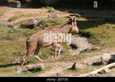 Afrique du Nord femelle mouflon à manchettes (Ammotragus lervia ) Banque D'Images