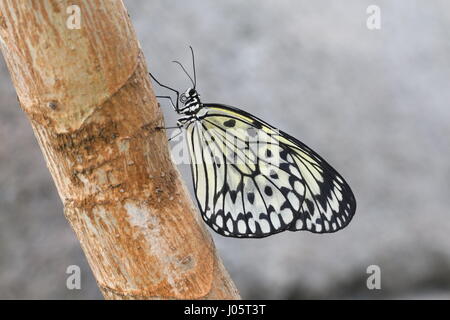 Southeast Asian Paper Kite Butterfly (Idée Leuconoe), Papier de Riz, a.k.a.papillon arbre- ou en bois papillon nymphe. Banque D'Images