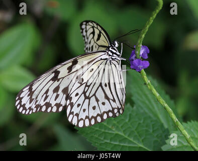 Southeast Asian Paper Kite Butterfly (Idée Leuconoe) se nourrissant sur une fleur tropicale. A.k.a. Papillon de papier de riz ou de bois nymphe. Banque D'Images