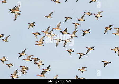 Très grand troupeau De Wigeons européens (Marreca penelope) en vol Banque D'Images