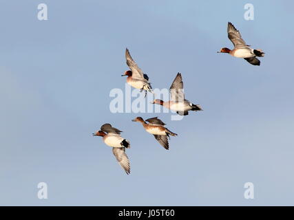 Troupeau De Wigeons européens (Marreca penelope) en vol Banque D'Images