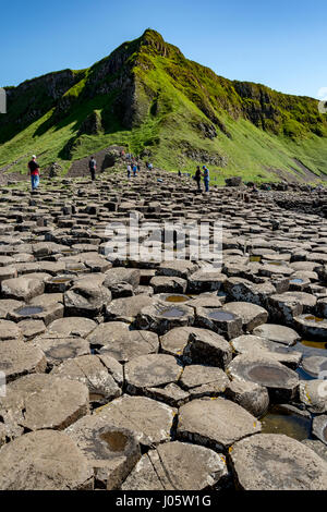 Museau Aird et la grande Chaussée de la Giant's Causeway, côte de Causeway, comté d'Antrim, en Irlande du Nord, Royaume-Uni Banque D'Images