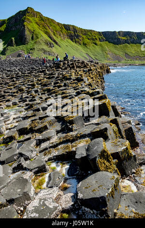 Museau Aird et la grande Chaussée de la Giant's Causeway, côte de Causeway, comté d'Antrim, en Irlande du Nord, Royaume-Uni Banque D'Images