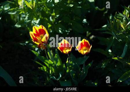 Trois tulipes rouges et jaunes dans le soleil du soir Banque D'Images