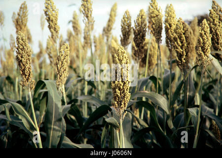 Le sorgho Jowar pune maharashtra inde récolte des plantes en Asie Banque D'Images