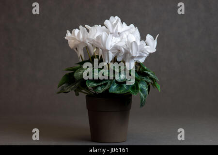 Ornement parfumé pois blanc dans un pot - fond sombre Banque D'Images