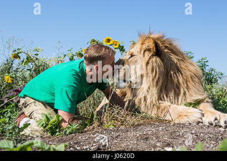 Oleg Zubkov embrasser un lion. De superbes images montrant des lions féroces et sans peur l'homme assis sur le dessus de l'autre dans un champ ont été capturés par un photographe surpris. Les photos montrent le surréaliste 418 livres accueillant des lions leur compagnons comme ils ont heureusement poser pour vos autoportraits, s'embrassent sur la bouche et un lion blanc même tend la main d'un coup de patte d'un homme nageant dans un étang. D'autres images montrent les lions de personnes souhaits affectueusement leur voiture et dans une image incroyable, un homme de courage met son bras dans la bouche de la bête de poser pour la caméra. Les images spectaculaires w Banque D'Images