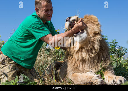 Oleg Zubkov avec son bras dans la gueule du lion. De superbes images montrant des lions féroces et sans peur l'homme assis sur le dessus de l'autre dans un champ ont été capturés par un photographe surpris. Les photos montrent le surréaliste 418 livres accueillant des lions leur compagnons comme ils ont heureusement poser pour vos autoportraits, s'embrassent sur la bouche et un lion blanc même tend la main d'un coup de patte d'un homme nageant dans un étang. D'autres images montrent les lions de personnes souhaits affectueusement leur voiture et dans une image incroyable, un homme de courage met son bras dans la bouche de la bête de poser pour la caméra. La sp Banque D'Images