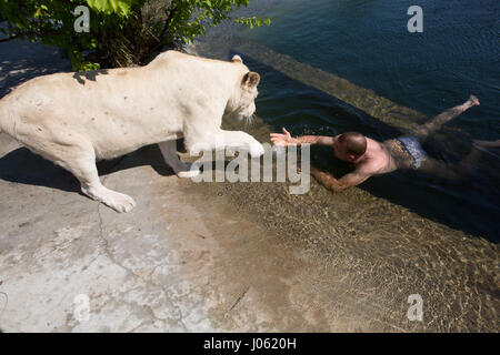 Un lion blanc Oleg Zubkov aidant à sortir de l'eau. De superbes images montrant des lions féroces et sans peur l'homme assis sur le dessus de l'autre dans un champ ont été capturés par un photographe surpris. Les photos montrent le surréaliste 418 livres accueillant des lions leur compagnons comme ils ont heureusement poser pour vos autoportraits, s'embrassent sur la bouche et un lion blanc même tend la main d'un coup de patte d'un homme nageant dans un étang. D'autres images montrent les lions de personnes souhaits affectueusement leur voiture et dans une image incroyable, un homme de courage met son bras dans la bouche de la bête de poser pour les camer Banque D'Images