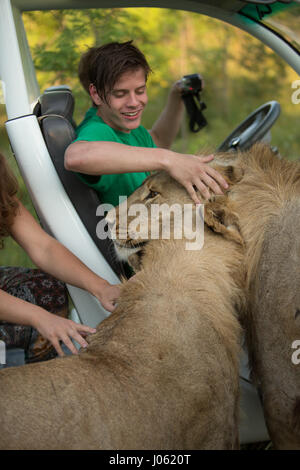 Les Lions accueillent les gens à leur arrivée dans les voitures. De superbes images montrant des lions féroces et sans peur l'homme assis sur le dessus de l'autre dans un champ ont été capturés par un photographe surpris. Les photos montrent le surréaliste 418 livres accueillant des lions leur compagnons comme ils ont heureusement poser pour vos autoportraits, s'embrassent sur la bouche et un lion blanc même tend la main d'un coup de patte d'un homme nageant dans un étang. D'autres images montrent les lions de personnes souhaits affectueusement leur voiture et dans une image incroyable, un homme de courage met son bras dans la bouche de la bête de poser pour la caméra. Le spect Banque D'Images