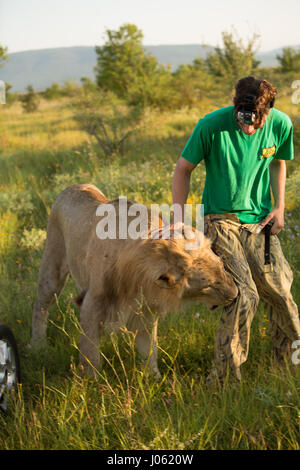 Les lions semblent être à l'aise avec les humains. De superbes images montrant des lions féroces et sans peur l'homme assis sur le dessus de l'autre dans un champ ont été capturés par un photographe surpris. Les photos montrent le surréaliste 418 livres accueillant des lions leur compagnons comme ils ont heureusement poser pour vos autoportraits, s'embrassent sur la bouche et un lion blanc même tend la main d'un coup de patte d'un homme nageant dans un étang. D'autres images montrent les lions de personnes souhaits affectueusement leur voiture et dans une image incroyable, un homme de courage met son bras dans la bouche de la bête de poser pour la caméra. Le specta Banque D'Images