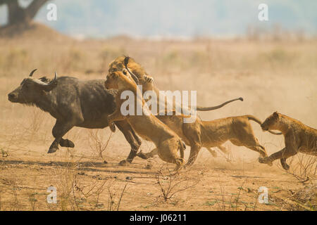 MANA POOLS NATIONAL PARK, ZIMBABWE : images horribles et la vidéo ont capturé la nature à son plus cruel qu'un groupe de lions tue un buffle d'enceintes avant de manger son veau à naître. Les images horribles et images voir les lions prendre vers le bas la femelle avant qu'un Buffalo s'enclenche sur la gorge de grève l'assassinat coup. Les autres lions se concentrer sur le bas du buffalo et rip normale jusqu'à ce qu'ils traînent le veau à naître de sa mère et la fête sur elle. La brutalité des coups de feu ont été prises dans la région de Mana Pools National Park, Zimbabwe par UK-instruits photographe animalier et guide du tour Jeremy Bennett Banque D'Images