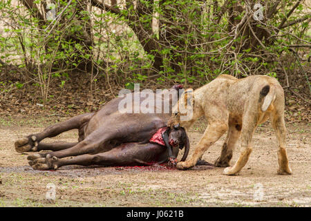 MANA POOLS NATIONAL PARK, ZIMBABWE : images horribles et la vidéo ont capturé la nature à son plus cruel qu'un groupe de lions tue un buffle d'enceintes avant de manger son veau à naître. Les images horribles et images voir les lions prendre vers le bas la femelle avant qu'un Buffalo s'enclenche sur la gorge de grève l'assassinat coup. Les autres lions se concentrer sur le bas du buffalo et rip normale jusqu'à ce qu'ils traînent le veau à naître de sa mère et la fête sur elle. La brutalité des coups de feu ont été prises dans la région de Mana Pools National Park, Zimbabwe par UK-instruits photographe animalier et guide du tour Jeremy Bennett Banque D'Images