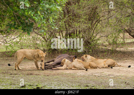 MANA POOLS NATIONAL PARK, ZIMBABWE : images horribles et la vidéo ont capturé la nature à son plus cruel qu'un groupe de lions tue un buffle d'enceintes avant de manger son veau à naître. Les images horribles et images voir les lions prendre vers le bas la femelle avant qu'un Buffalo s'enclenche sur la gorge de grève l'assassinat coup. Les autres lions se concentrer sur le bas du buffalo et rip normale jusqu'à ce qu'ils traînent le veau à naître de sa mère et la fête sur elle. La brutalité des coups de feu ont été prises dans la région de Mana Pools National Park, Zimbabwe par UK-instruits photographe animalier et guide du tour Jeremy Bennett Banque D'Images