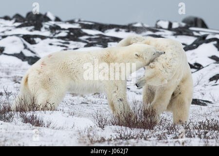 Des images spectaculaires de deux ours polaires mâles se battre dehors comme les chutes de neige ont été capturés. La collection de photos montre les deux ours debout au cours de la face à face avec une photo montrant un ours balayant une patte à son rival. Une autre photo montre un ours en maintenant l'autre dans ce qui ressemble à un cou poilu. Les images ont été prises par le photographe italien Alessandro Beconi (32), du Manitoba dans le Canada. Banque D'Images