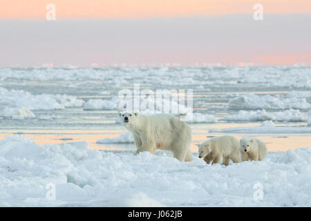 Des images spectaculaires de deux ours polaires mâles se battre dehors comme les chutes de neige ont été capturés. La collection de photos montre les deux ours debout au cours de la face à face avec une photo montrant un ours balayant une patte à son rival. Une autre photo montre un ours en maintenant l'autre dans ce qui ressemble à un cou poilu. Les images ont été prises par le photographe italien Alessandro Beconi (32), du Manitoba dans le Canada. Banque D'Images