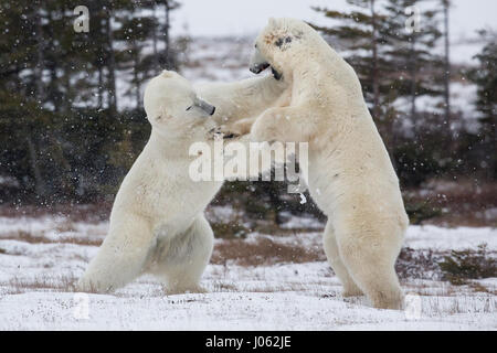 Des images spectaculaires de deux ours polaires mâles se battre dehors comme les chutes de neige ont été capturés. La collection de photos montre les deux ours debout au cours de la face à face avec une photo montrant un ours balayant une patte à son rival. Une autre photo montre un ours en maintenant l'autre dans ce qui ressemble à un cou poilu. Les images ont été prises par le photographe italien Alessandro Beconi (32), du Manitoba dans le Canada. Banque D'Images