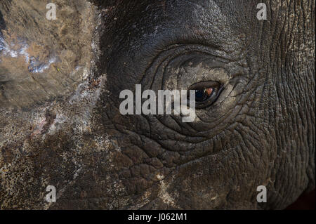 GREAT FISH RIVER, AFRIQUE DU SUD : des images montrant un rhinocéros noir apparaissant à voler comme il est sorti de la brousse sud-africaine vers un nouvel emplacement a été révélé. Le surréel mousquetons afficher les 2 200 livres en bandoulière herbivores à partir d'un hélicoptère au-dessus de superbes rivières et la végétation sur l'ensemble tandis que les yeux bandés. Une autre photo montre le rhino à travers les nuages flottants. D'autres plans montrent les espèces équipé d'un dispositif de repérage et d'être abaissé au sol. Les images spectaculaires ont été prises à la grande Fish River, Afrique du Sud par des wildli Banque D'Images