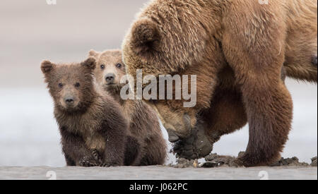 ALASKA, USA : deux ours bruns ont été pris d'un s'ébattre sur la plage. Le sourcil de sensibilisation photos montrent l'Alaska mâle et femelle ours côtière obtenir de plus près au bord de l'eau. D'autres belles images montrent la mère jouant avec ses petits comme les petits ballots de fourrure se débattent avec leur maman. L'intimider des coups de feu ont été capturés par le photographe canadien Marc Latrémouille le long de la côte de l'Alaska. Banque D'Images