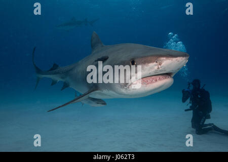 Plage du tigre, Grand Bahama : INCROYABLE images sous-marines montrent l'instant un groupe de plongeurs se trouva face à face avec un 13 pieds de long requin tigre sur l'océan. La spectaculaire séquence montre des plongeurs et même atteindre les 1 000 livres pour enfants comme les prédateurs des bêtes curieuses heureusement pose devant l'appareil photo. D'autres photos montrent l'apparition de requins nager avec les plongeurs à mesure qu'ils se dirigent vers la surface de l'eau. Les magnifiques photos ont été prises sur Tiger Beach, Grand Bahama par photographe, Steve Hinczynski (49) de Venise, en Floride, aux États-Unis. De prendre ses images Steve utilisé un Canon 7D Mark II Banque D'Images