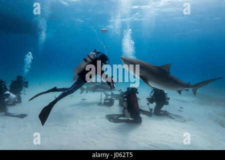 Plage du tigre, Grand Bahama : INCROYABLE images sous-marines montrent l'instant un groupe de plongeurs se trouva face à face avec un 13 pieds de long requin tigre sur l'océan. La spectaculaire séquence montre des plongeurs et même atteindre les 1 000 livres pour enfants comme les prédateurs des bêtes curieuses heureusement pose devant l'appareil photo. D'autres photos montrent l'apparition de requins nager avec les plongeurs à mesure qu'ils se dirigent vers la surface de l'eau. Les magnifiques photos ont été prises sur Tiger Beach, Grand Bahama par photographe, Steve Hinczynski (49) de Venise, en Floride, aux États-Unis. De prendre ses images Steve utilisé un Canon 7D Mark II Banque D'Images