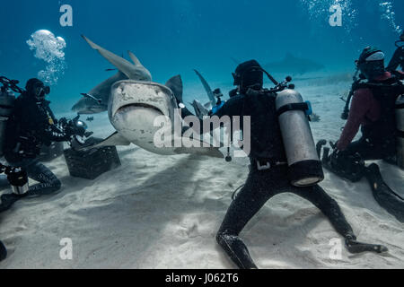 Plage du tigre, Grand Bahama : INCROYABLE images sous-marines montrent l'instant un groupe de plongeurs se trouva face à face avec un 13 pieds de long requin tigre sur l'océan. La spectaculaire séquence montre des plongeurs et même atteindre les 1 000 livres pour enfants comme les prédateurs des bêtes curieuses heureusement pose devant l'appareil photo. D'autres photos montrent l'apparition de requins nager avec les plongeurs à mesure qu'ils se dirigent vers la surface de l'eau. Les magnifiques photos ont été prises sur Tiger Beach, Grand Bahama par photographe, Steve Hinczynski (49) de Venise, en Floride, aux États-Unis. De prendre ses images Steve utilisé un Canon 7D Mark II Banque D'Images