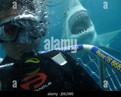 Découvrez ces sourires à pleines dents comme les touristes à la recherche de sensations fortes dans certains autoportraits avec d'énormes des grands requins blancs. Le et des vidéos époustouflantes montrent les vacanciers de la capture d'un moment, ils n'oublieront jamais que 15 mètres de long 1 000 livres Grands Blancs nager derrière eux et dire fromage pour l'appareil photo. L'incroyable vidéo avec montre juste montrer fermer ces prédateurs mortels viennent aux touristes et l'un shark nage jusqu'à la cage d'œil à l'intérieur. Les images et vidéo ont été prises par des membres du personnel et les touristes à Calypso Star Charters qui offrent des fonctionnalités avancées Shark Cage Diving Certifié écologique et d'une connexion Wi-Fi Banque D'Images