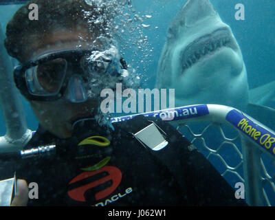 Découvrez ces sourires à pleines dents comme les touristes à la recherche de sensations fortes dans certains autoportraits avec d'énormes des grands requins blancs. Le et des vidéos époustouflantes montrent les vacanciers de la capture d'un moment, ils n'oublieront jamais que 15 mètres de long 1 000 livres Grands Blancs nager derrière eux et dire fromage pour l'appareil photo. L'incroyable vidéo avec montre juste montrer fermer ces prédateurs mortels viennent aux touristes et l'un shark nage jusqu'à la cage d'œil à l'intérieur. Les images et vidéo ont été prises par des membres du personnel et les touristes à Calypso Star Charters qui offrent des fonctionnalités avancées Shark Cage Diving Certifié écologique et d'une connexion Wi-Fi Banque D'Images