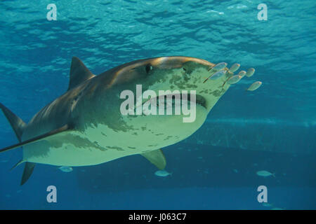 **Obligation - DE NE PAS ÊTRE PUBLIÉS SANS CORRIGER CRÉDITS PHOTOS** PLAGE DU TIGRE, BAHAMAS : des images ont révélé un photographe britannique sans peur de se lever d'étroit et de personnel avec 1 000 livres de requins tigre dans les Bahamas. La série de spectaculaires images montrent le photographe face au 13 mètres de long sur la tête de requin et même sa main vers le redoutable prédateur. D'autres coups de leur montrer les requins nager le long de la mer et permettant à leur plein gré de prendre des photos. Les spectaculaires photographies montrent Photographe Chris Knight, de Windsor, Royaume-Uni de détente avec la sha Banque D'Images