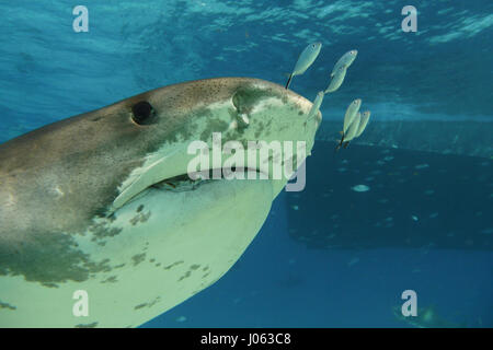 **Obligation - DE NE PAS ÊTRE PUBLIÉS SANS CORRIGER CRÉDITS PHOTOS** PLAGE DU TIGRE, BAHAMAS : des images ont révélé un photographe britannique sans peur de se lever d'étroit et de personnel avec 1 000 livres de requins tigre dans les Bahamas. La série de spectaculaires images montrent le photographe face au 13 mètres de long sur la tête de requin et même sa main vers le redoutable prédateur. D'autres coups de leur montrer les requins nager le long de la mer et permettant à leur plein gré de prendre des photos. Les spectaculaires photographies montrent Photographe Chris Knight, de Windsor, Royaume-Uni de détente avec la sha Banque D'Images