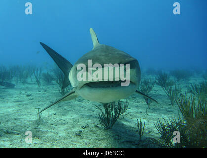 **Obligation - DE NE PAS ÊTRE PUBLIÉS SANS CORRIGER CRÉDITS PHOTOS** PLAGE DU TIGRE, BAHAMAS : des images ont révélé un photographe britannique sans peur de se lever d'étroit et de personnel avec 1 000 livres de requins tigre dans les Bahamas. La série de spectaculaires images montrent le photographe face au 13 mètres de long sur la tête de requin et même sa main vers le redoutable prédateur. D'autres coups de leur montrer les requins nager le long de la mer et permettant à leur plein gré de prendre des photos. Les spectaculaires photographies montrent Photographe Chris Knight, de Windsor, Royaume-Uni de détente avec la sha Banque D'Images