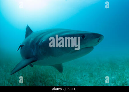 **Obligation - DE NE PAS ÊTRE PUBLIÉS SANS CORRIGER CRÉDITS PHOTOS** PLAGE DU TIGRE, BAHAMAS : des images ont révélé un photographe britannique sans peur de se lever d'étroit et de personnel avec 1 000 livres de requins tigre dans les Bahamas. La série de spectaculaires images montrent le photographe face au 13 mètres de long sur la tête de requin et même sa main vers le redoutable prédateur. D'autres coups de leur montrer les requins nager le long de la mer et permettant à leur plein gré de prendre des photos. Les spectaculaires photographies montrent Photographe Chris Knight, de Windsor, Royaume-Uni de détente avec la sha Banque D'Images